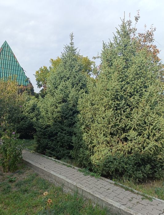 Дом с бассейном посуточно