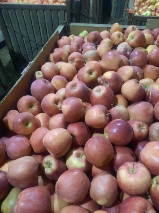 Яблоки Американка, Айдарлет, Апорт оптом