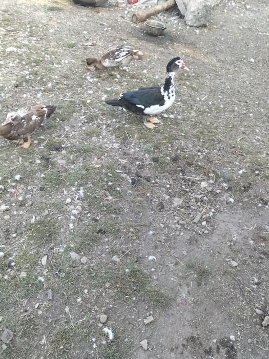 De vânzare rațe leșești și Rățoi sănătoase.