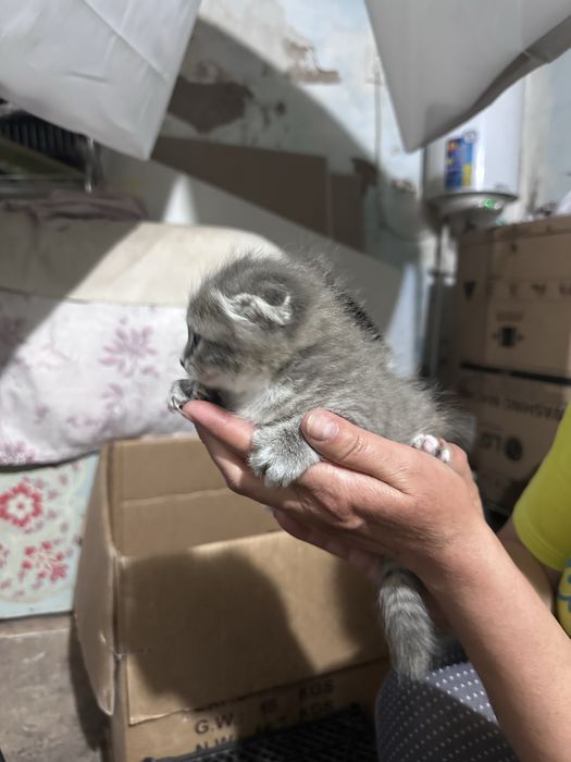 Котенок вислоухий мальчик, девочка
