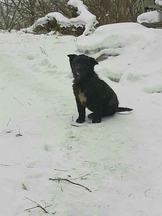 Нужен дом для этого малыша