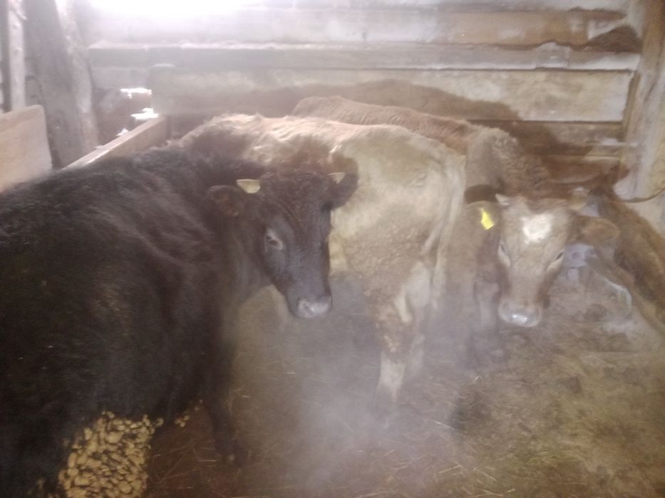 Бұқалар 4 ай бордақылау тұрған