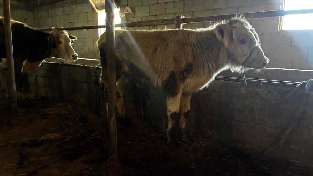 Бык продается, бұқа