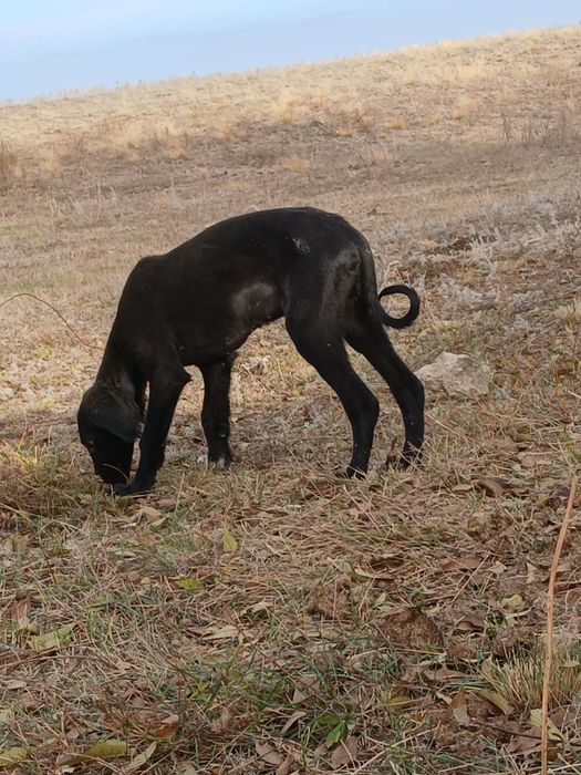 Продам щенка тазы