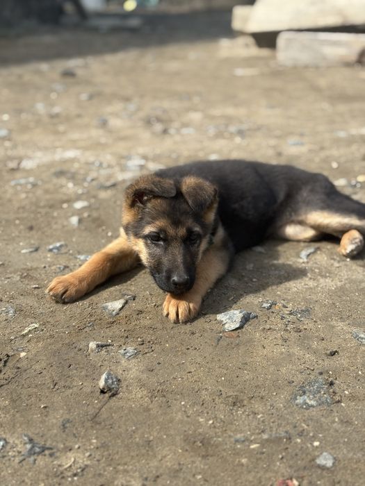 щенок немецкой овчарки