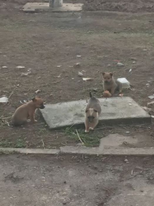 Отдам щенков (девочки) в добрые руки