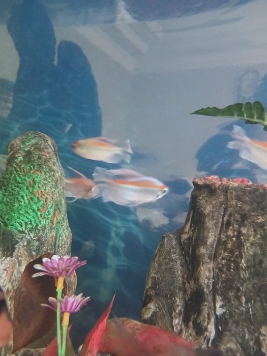 Продажа рыб 40шт молленизия вилчате