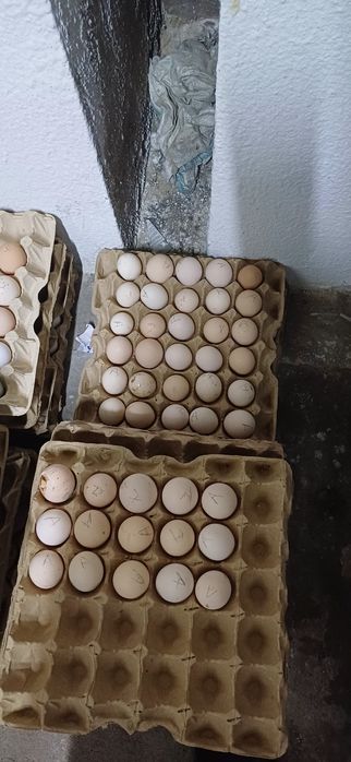 Продам домашние яйца