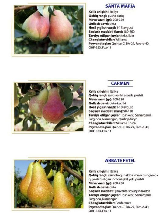 Нок кучатлари сотувда