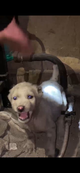 Алабай күшік сатылады