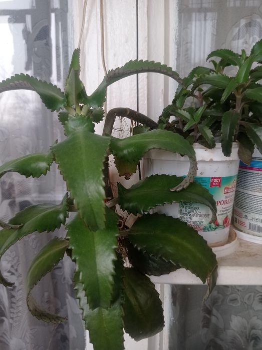 Каланхоэ цветы лечебные