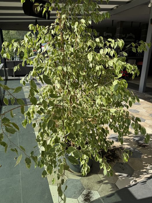 Plante naturale ( palmieri, etc) plante ornamentale