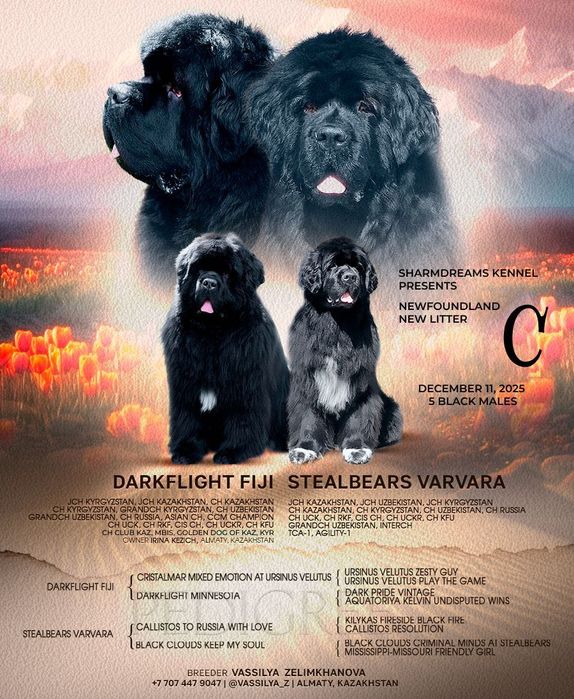 Щенок Ньюфаундленда