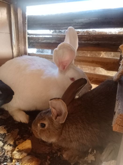 Продам кроликов фландер
