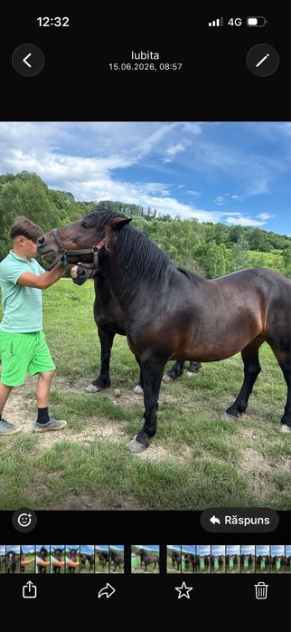 De vânzare pereche de cai castrați , 4 ani , foarte cuminți , se pot proba ori unde ! 0754646798