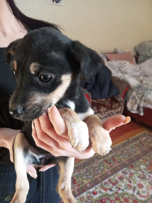 Отдаём в добрые руки 4 девочки