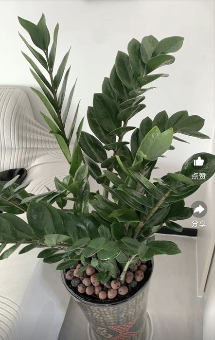 Средство для роста и питания долларового дерева