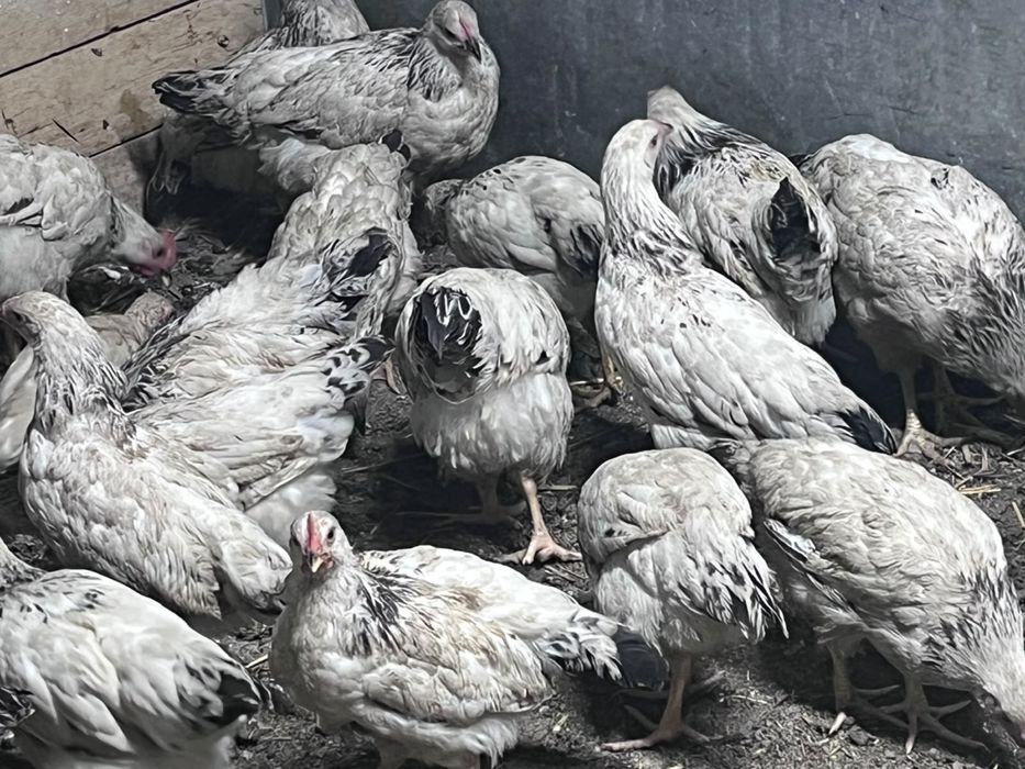 Продам кур, красивой породы