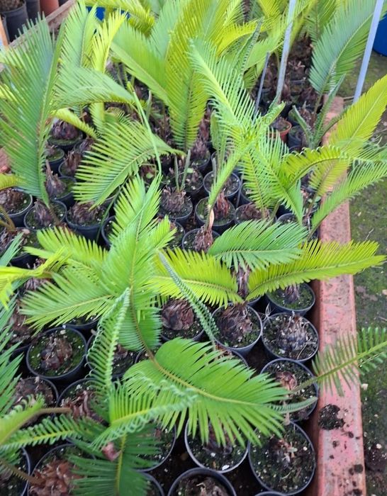 Vând palmieri din Spania Cycas Revolut