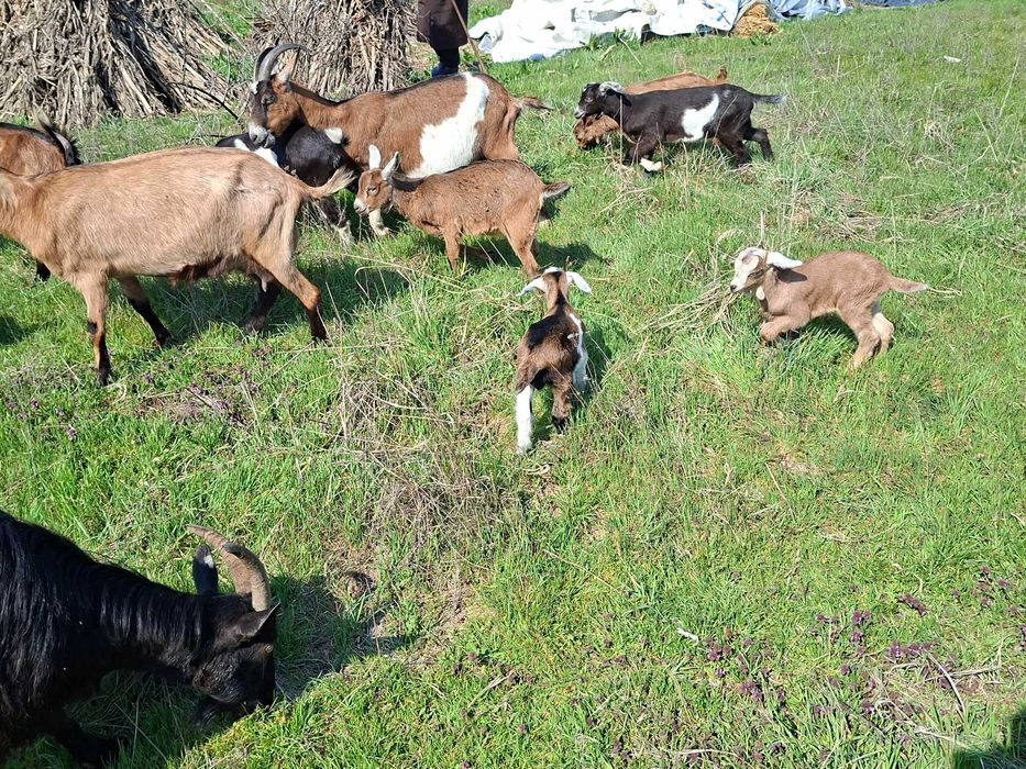 Vând iezi din rasele Anglonubian și Alpin Francez