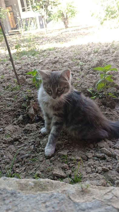 Котята турецская ангора, нибелунг