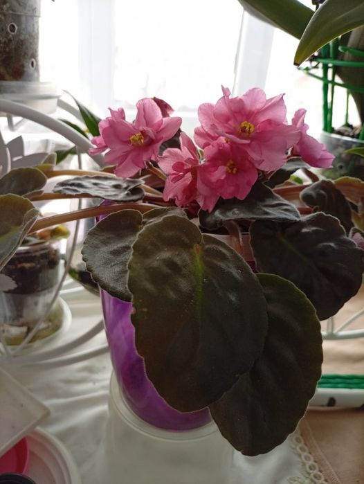 Предлагаю к продаже орхидеи,уже расцвели,