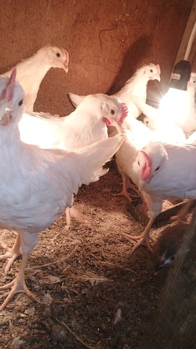 Пилета на различна възраст