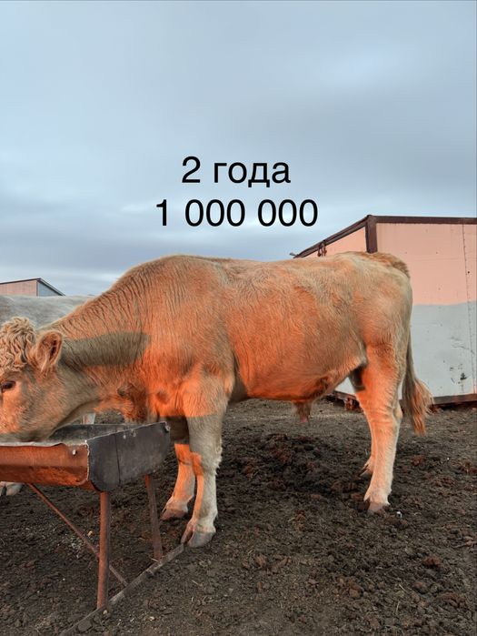 Бычки поместь аулейколь