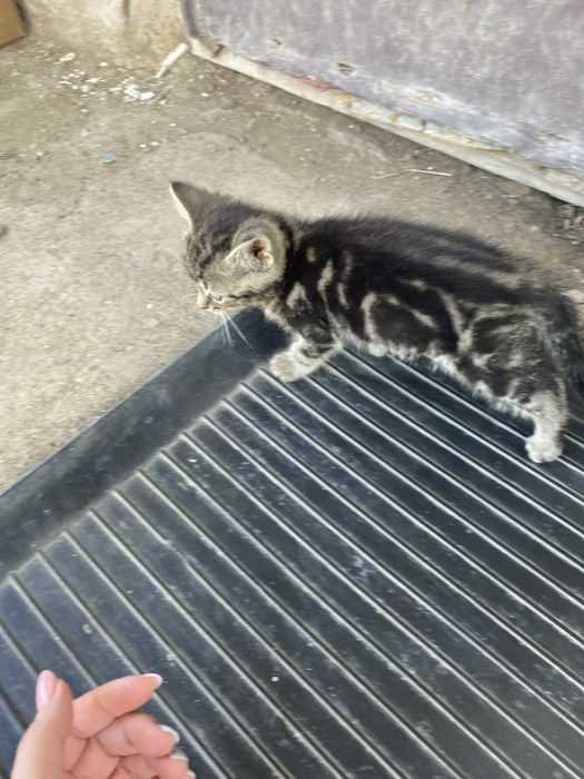 Продам шотландских котят