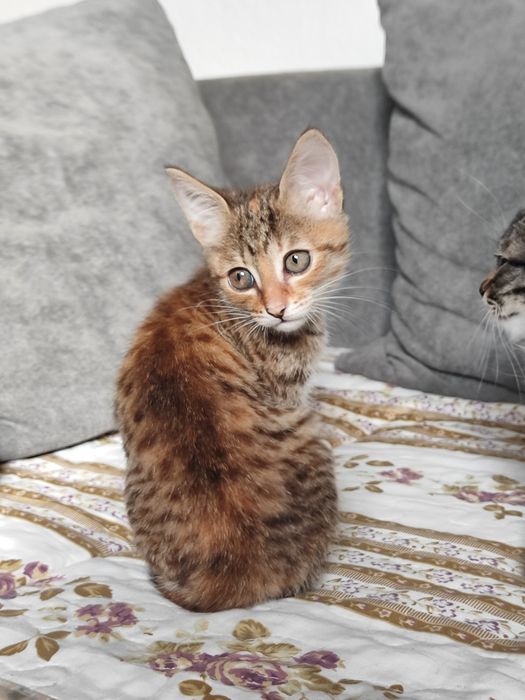 Отдаю котят в добрые руки