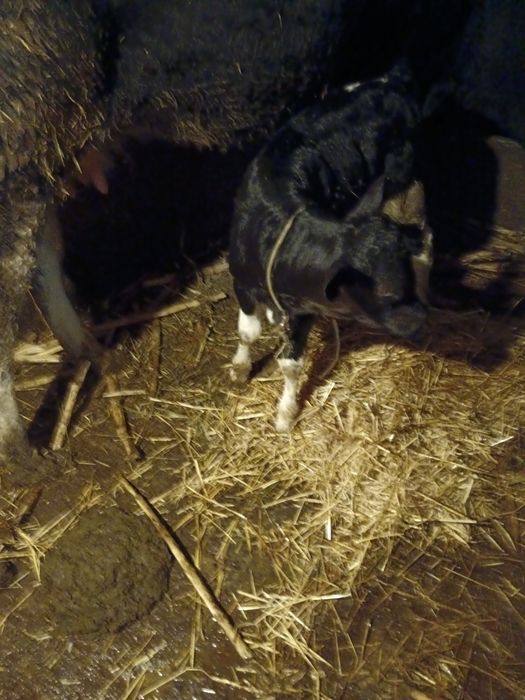 Vițel de 10 zile 1500 lei