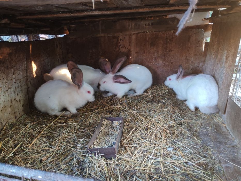 Uriaș de Transilvania