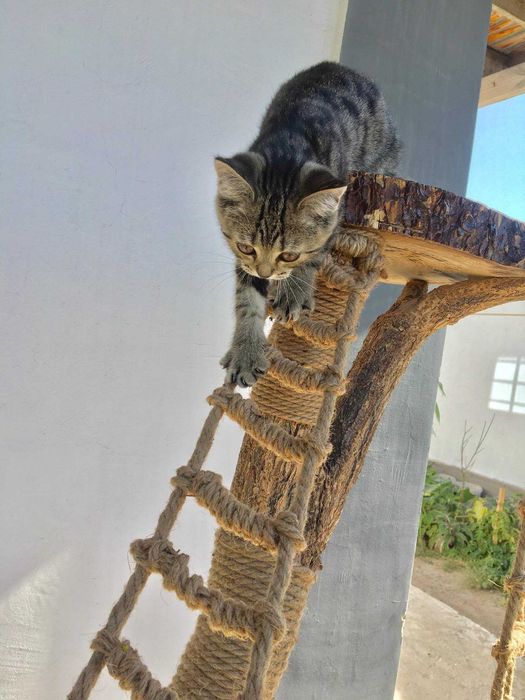 Когтеточка, игровой комплекс