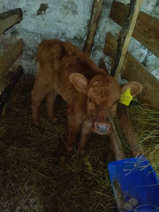 Продам телят телочек