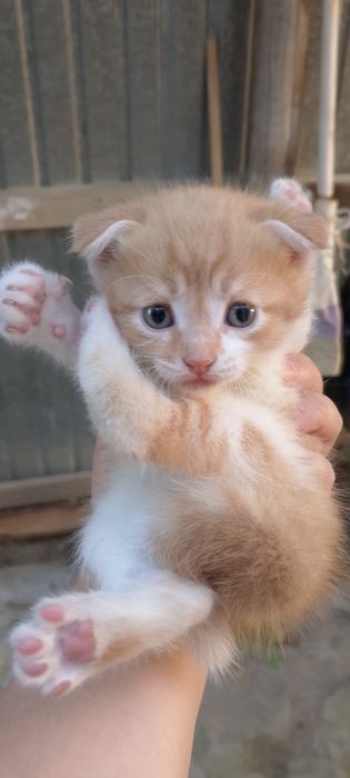 Отдам котят в добрые руки