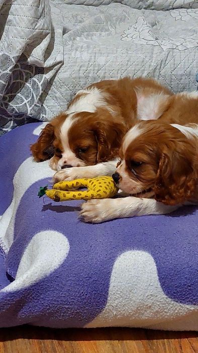 Малки сладки кавалер кинг чарлз шпаньол