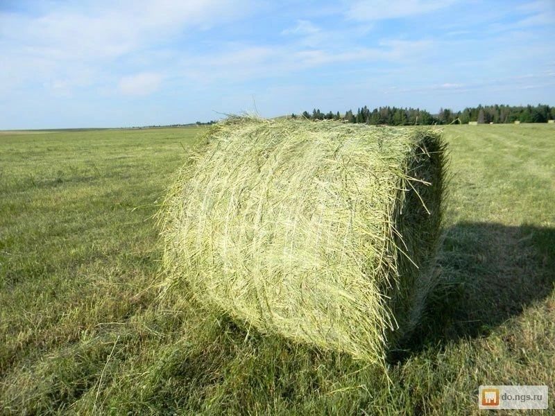 продам сено в рулонах