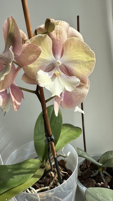 Phal. Unicorn Rainbow