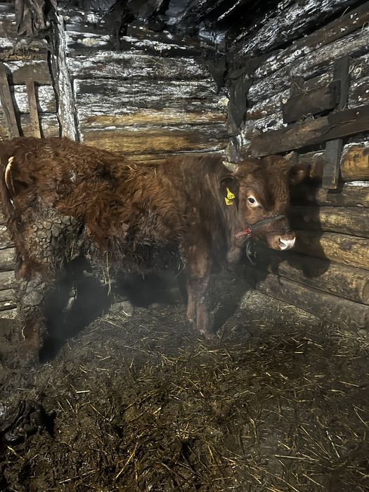 Продам продам быка