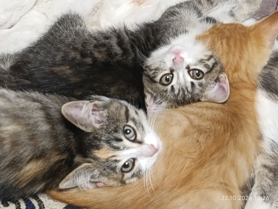 Отдам котят от мышеловки