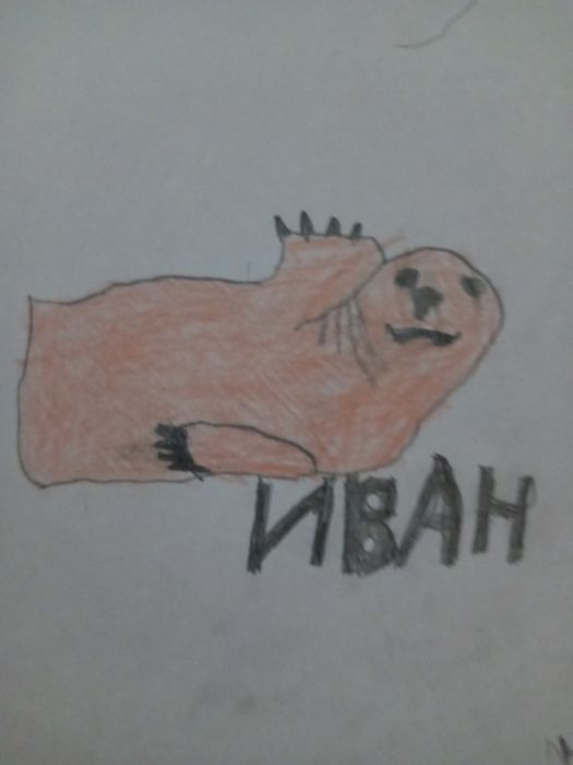 Рисунки питомцев