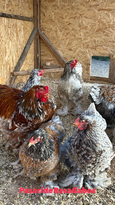 Brahma Portelan blue oua