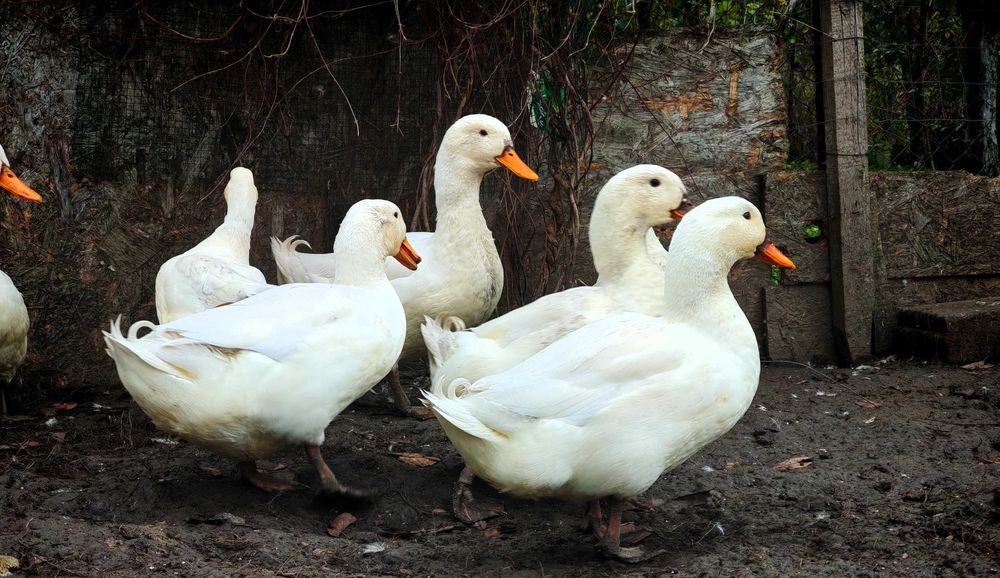 vand rate Pekin de carne