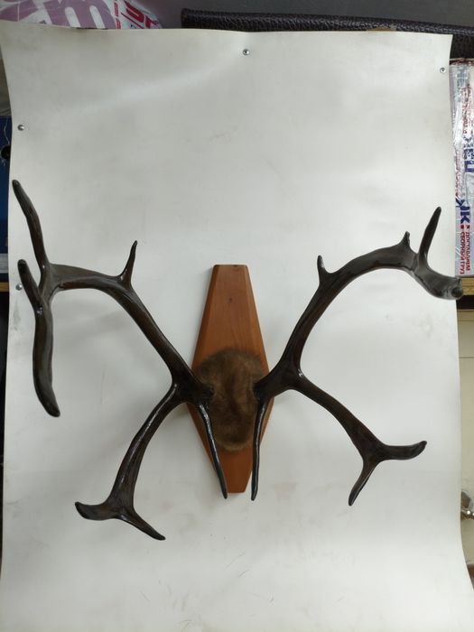 Рога, чучело птиц и животных.