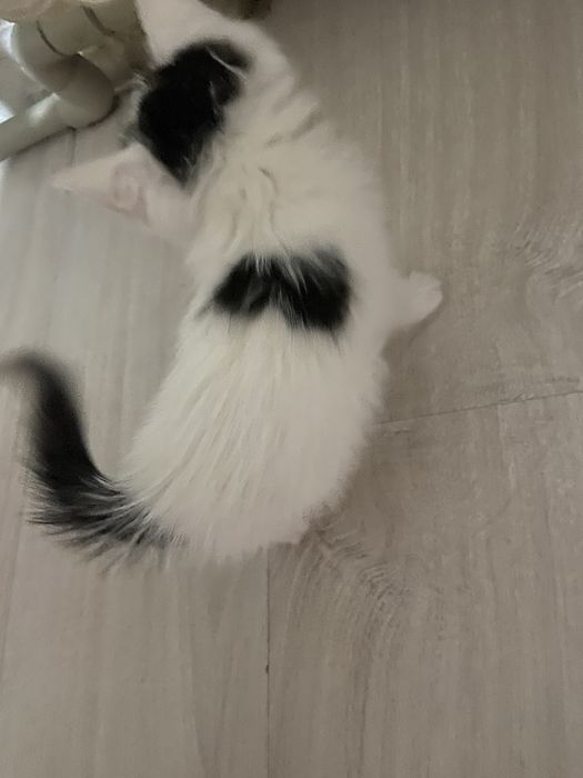 Бесплатно котенок