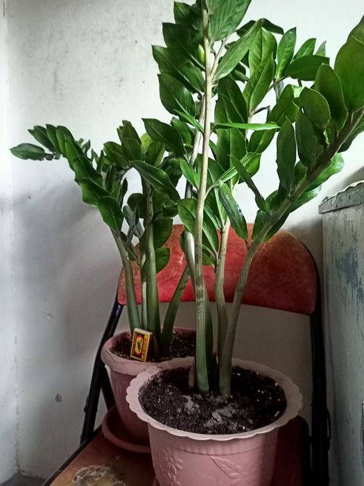 Замиокулькос дол