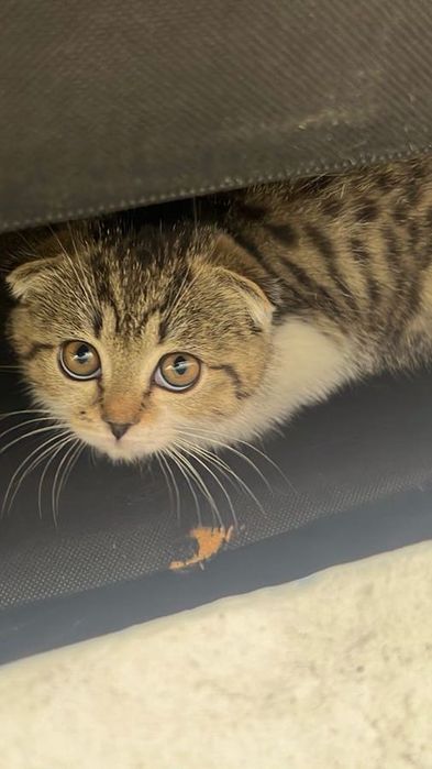 Кошка продается 3 месяца