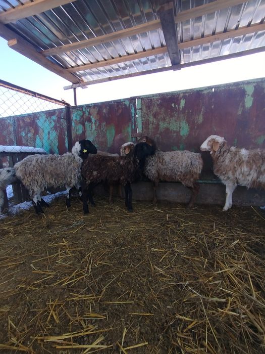 Бараны матки 5штук