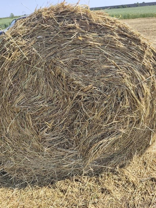 Vând fân de orz 2025