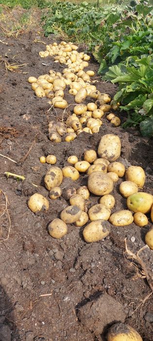 Домашний картофель, сорт Коломбо